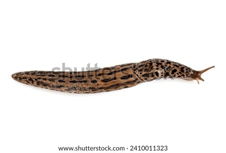 Limax maximus in front of white background
