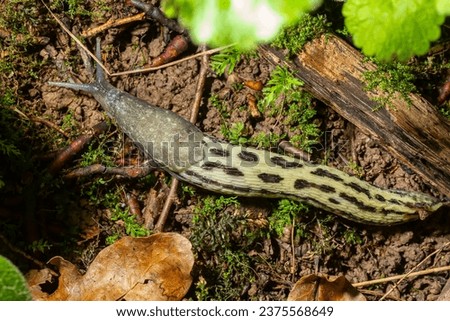 Limax maximus - leopard slug crawling on the ground among the leaves and leaves a trail.