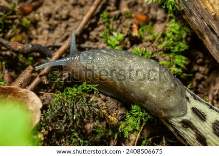 Limax maximus - leopard slug crawling on the ground among the leaves and leaves a trail.