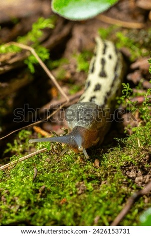 Limax maximus - leopard slug crawling on the ground among the leaves and leaves a trail.