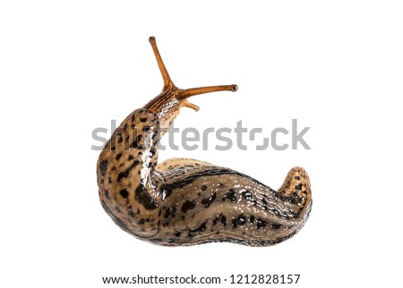 Limax maximus, literally, 'biggest slug', known by the common names great grey slug and leopard slug, in front of white background