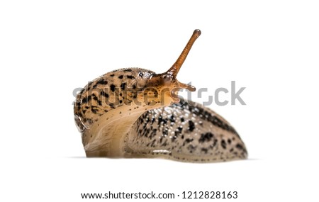 Limax maximus, literally, 'biggest slug', known by the common names great grey slug and leopard slug, in front of white background