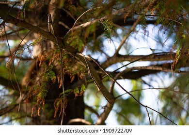 Limb Of A Cypress Tree That Has Lost Most Of Its Needles