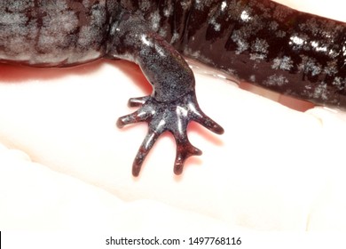 Limb Deformity In A Unisexual Ambystoma Salamander.  This Adult Has An Extra Toe Growing Off Another Toe On One Of Its Hind Limbs. These Extra Growths Can Be Caused By Trematode Parasites.
