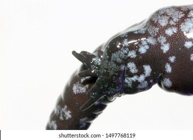 Limb Deformity In A Unisexual Ambystoma Salamander. This Adult Female Has Shrunken Hind Limbs That Cross Over Her Cloaca.
