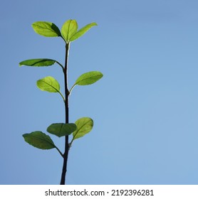 Limb Sapling. Sapling In Male Hand On Blue Sky Background. Springtime Season