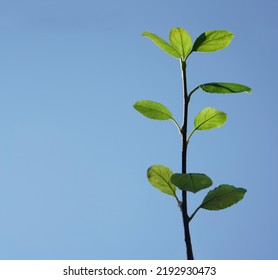 Limb Sapling. Sapling In Male Hand On Blue Sky Background. Springtime Season