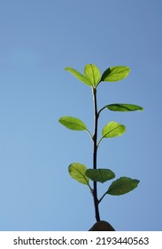 Limb Sapling. Sapling In Male Hand On Blue Sky Background. Springtime Season