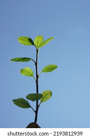 Limb Sapling. Sapling In Male Hand On Blue Sky Background. Springtime Season