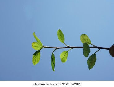 Limb Sapling. Sapling In Male Hand On Blue Sky Background. Springtime Season