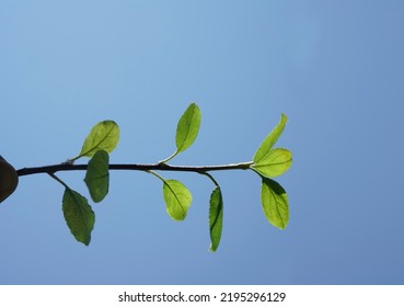 Limb Sapling. Sapling In Male Hand On Blue Sky Background. Springtime Season