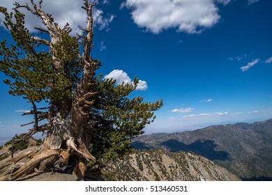 Limber Pine