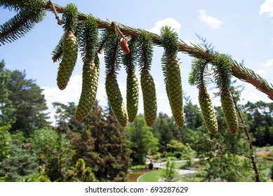 Limber Pine