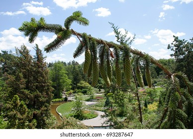 Limber Pine