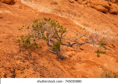 Limber Pine. Canyonlands.