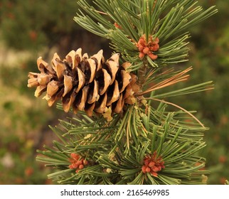 Limber Pine (Pinus flexilis) cone in Wind River Range, Wyoming