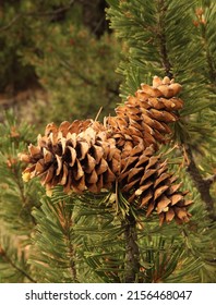 Limber Pine (Pinus flexilis) cones in Wind River Range, Wyoming