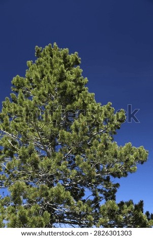 Limber Pine Pinus Flexilis Conifer Tree Against a Blue Sky on Mount Baldy (Mt Baldy) in the San Gabriel Mountains, Southern California, United States