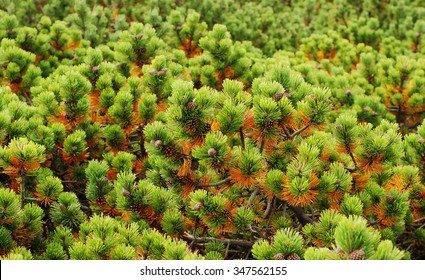 Limber Pine Tree Background