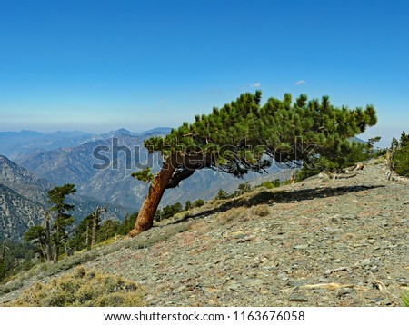 Limber Pine tree bent horizontal by the prevailing west winds, Pine Mountain, southern California, August 2018