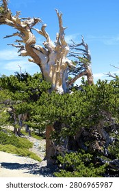 Limber Pine Tree with twisted branches which are a high altitude pine tree on a coniferous woodland taken at Mt Baldy Peak in the San Gabriel Mountains, CA