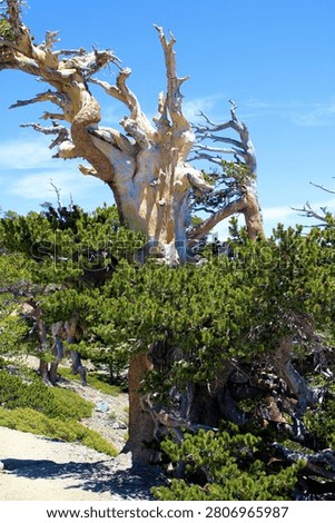 Limber Pine Tree with twisted branches which are a high altitude pine tree on a coniferous woodland taken at Mt Baldy Peak in the San Gabriel Mountains, CA