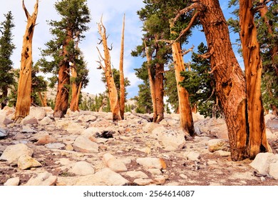 Limber Pine Trees which are native to the high elevations of the Sierra Mountains with twisted branches and bark taken on the Pacific Crest Trail at Cottonwood Pass in the Sierra Nevada Mountains