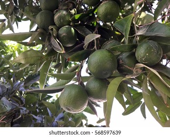 Lime