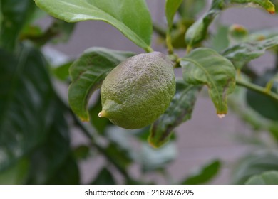 Lime beginning its journey into fruition - Shutterstock ID 2189876295