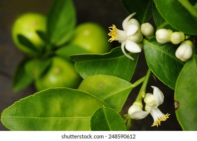 Lime With Lime Blossom