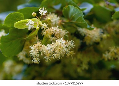 Lime Blossom On Tree, Close Up