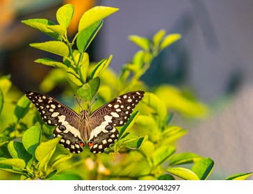 A Lime Butterfly With Its Feathers Open In V Shape