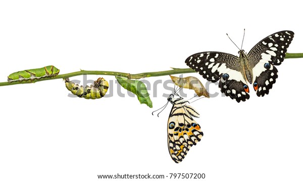 石灰蝴蝶或柠檬蝴蝶 Papilio Demoleus 生命周期 从毛虫到蛹及其成人形式 隔离在白色背景与剪切路径库存照片 立即编辑