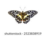 Lime Butterfly, Malayanus demoleus, butterfly, The beautiful Lime butterfly or Lemon Butterfly (papilio demoleus) lower wing part in natural color profile isolated on white background, 