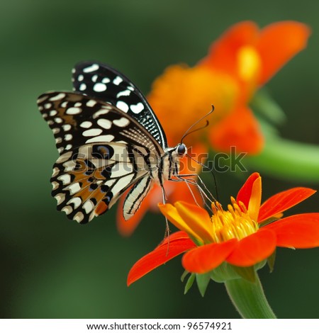 lime butterfly on a mexican sunflower