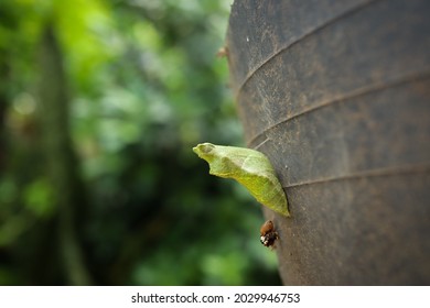 Lime butterfly (Papilio demoleus) pupal stage or cocoon.