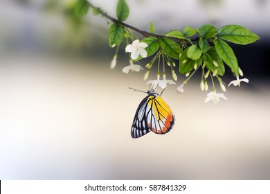 Lime butterfly ( Papillio Demaleus) on flower Mok tree with blur background. butterfly on white flower, collecting nectar from flower, A butterfly on flower pollens 