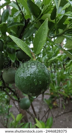 A lime is a citrus fruit, which is typically round, green in color, 3–6 centimetres (1.2–2.4 in) in diameter, and contains acidic juice vesicles