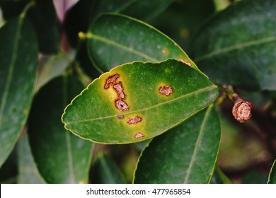 Lime Disordercanker Disease Caused By Bacteria Stock Photo 477965854 