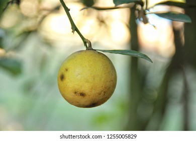 Lime Farm At Roi Et, Thailand