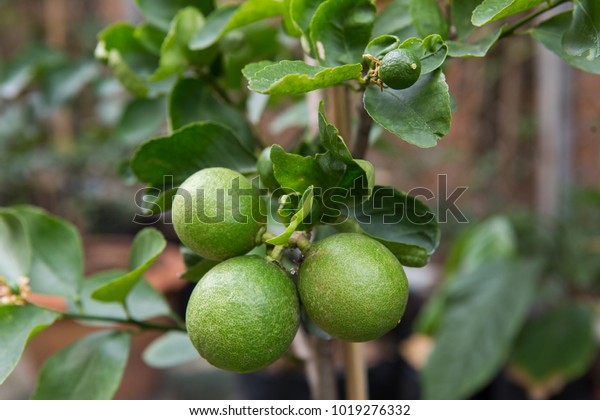 Lime is a fruit. Sour taste Citrus , the green\
color when cooked is yellow, thin crust inside, the meat is divided\
into a lot of water is a valuable fruit. Used as seasoning. It is\
also consid