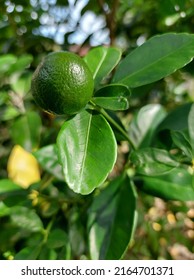 Lime Fruit Tree With Fresh Leaves 