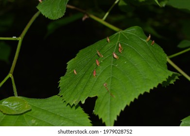 Lime Gall Mite Infested Leaves Of A Lime Tree