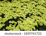 The lime green color of Pompon mum 