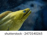 
Lime green moray eel underwater, small bubbles in the background. Moray is looking upwards to the light.