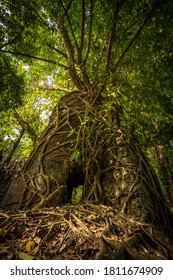 Lime Mortar Oven Overgrown In Jungle