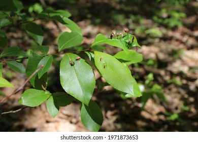 Lime Nail Gall On A Black Cherry Plant