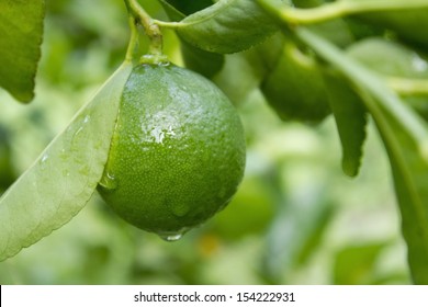 Lime On Tree