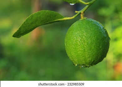 Lime On Tree