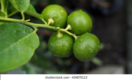 15,713 Sweet lime tree Images, Stock Photos & Vectors | Shutterstock